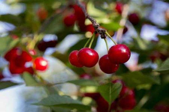 King Orchards