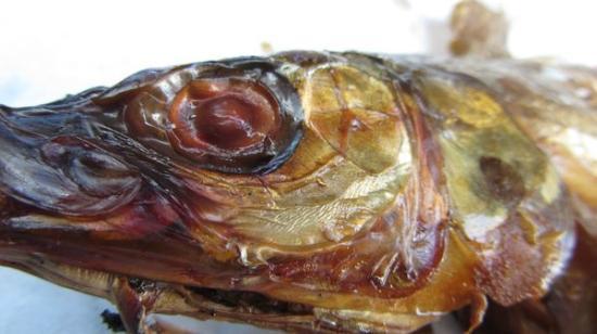 Krueger's Fish Market