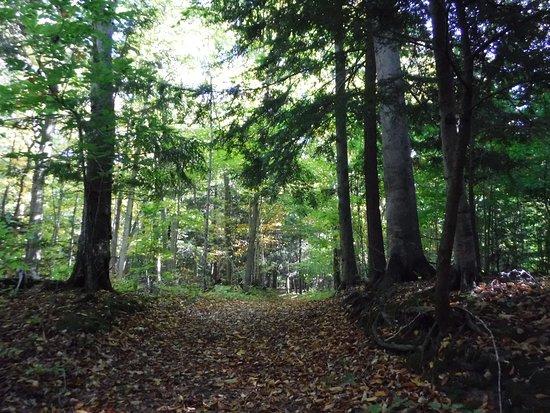Old Indian Trail