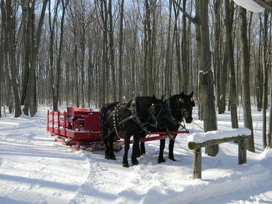 Black Horse Farms