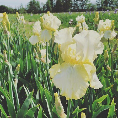 The Iris Farm