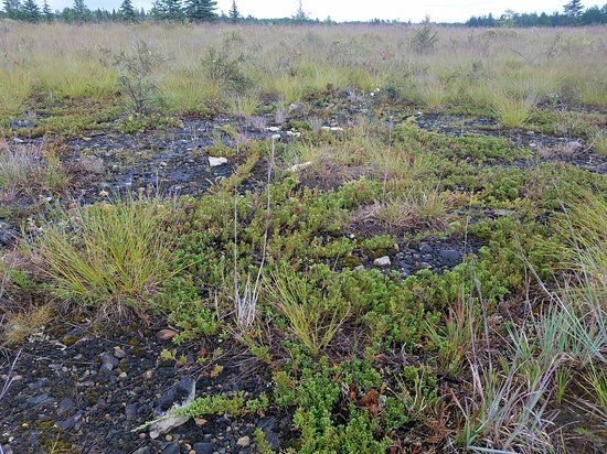 Maxton Plains