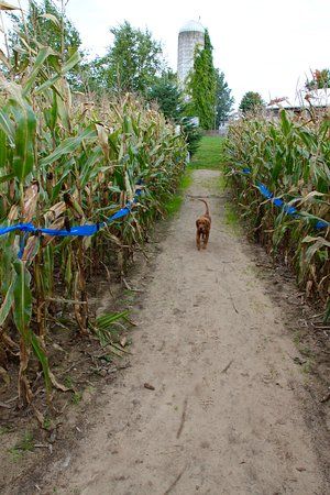 Jacob's Corn Maze