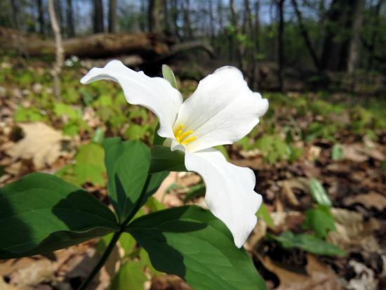 Ecosystem Preserve