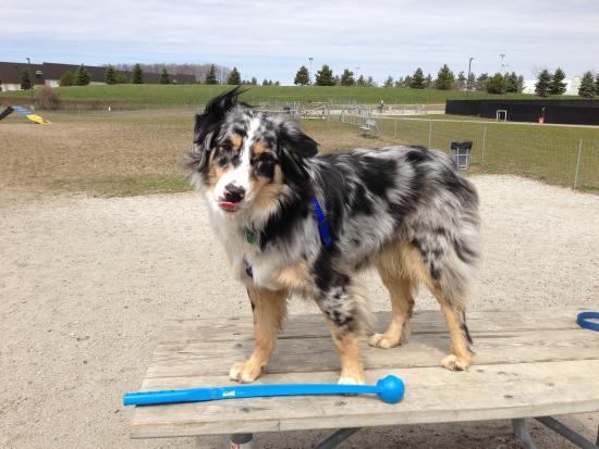 Red Oaks Dog Park